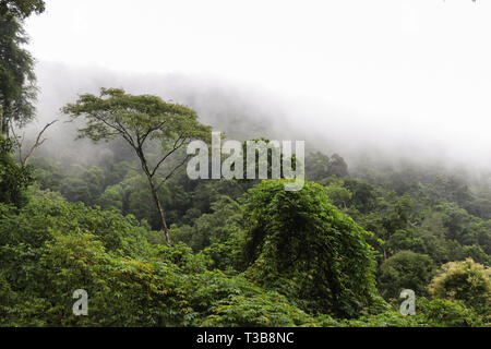 Forêt tropicale près de Rio de Janeiro Banque D'Images