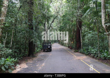 Forêt tropicale près de Rio de Janeiro Banque D'Images