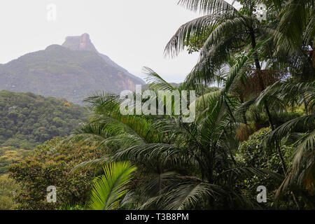 Forêt tropicale près de Rio de Janeiro Banque D'Images