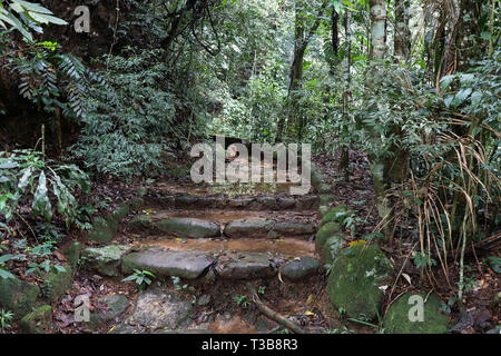 Forêt tropicale près de Rio de Janeiro Banque D'Images