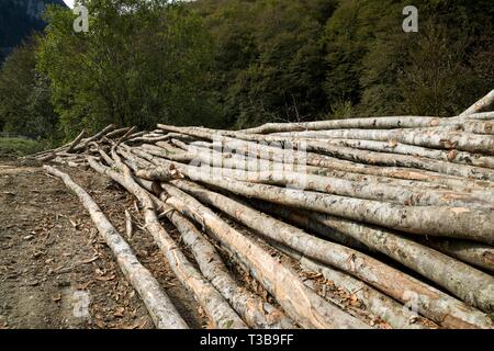 Les travaux forestiers dans les Pyrénées, France. Banque D'Images