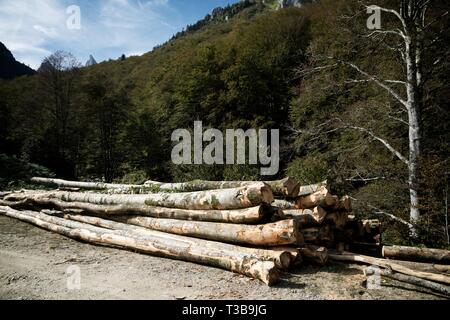 Les travaux forestiers dans les Pyrénées, France. Banque D'Images