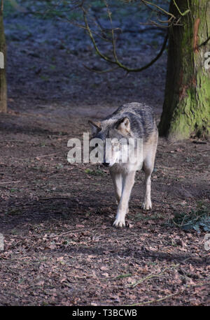 Loup eurasien marche à travers les arbres forestiers Banque D'Images