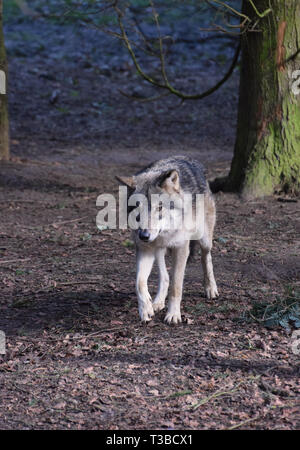 Loup eurasien marche à travers les arbres forestiers Banque D'Images