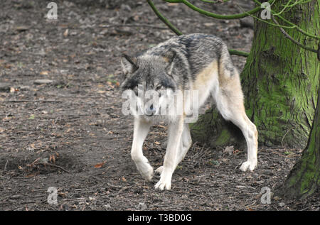 Loup eurasien marche à travers les arbres forestiers Banque D'Images