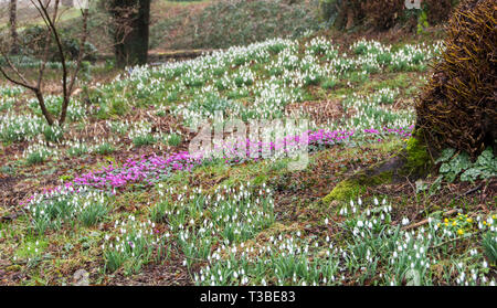 Perce-neige et la culture du cyclamen rose ensemble dans un paysage boisé. Banque D'Images