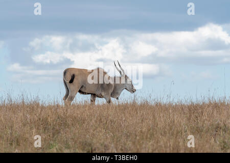 Seul dans le pâturage Eland triangle Mara au cours de la migration. Banque D'Images