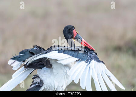 Saddle-billed stork Ouverture et fermeture ailes en triangle du Masai Mara Banque D'Images