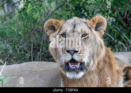Portrait de lionne se reposer et dormir en vertu de l'arbre en Maasai Mara Banque D'Images