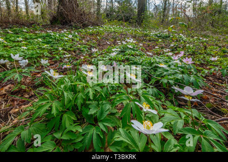 Dans Swithlad aconties hiver Bois. Banque D'Images