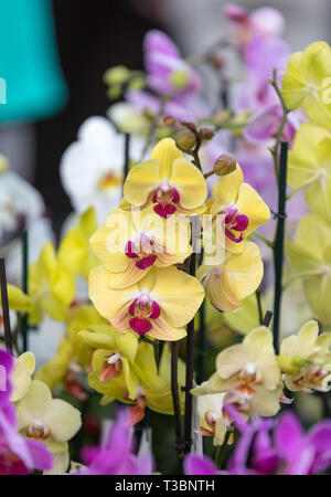 Close up de rose orchidée, fleur de beauté Banque D'Images
