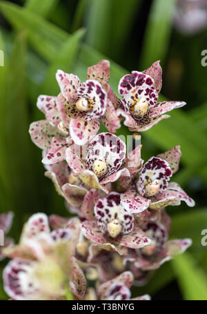 Close up of colorful beauté orchidée fleur Banque D'Images