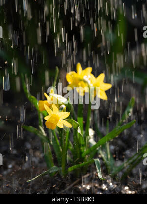Un arrosage narcissus jaune dans un jardin à la saison du printemps Banque D'Images