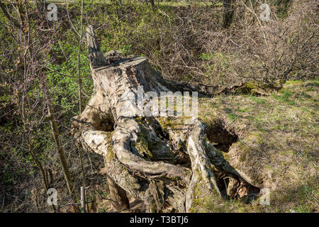 Vieille souche d'arbre avec les racines découvertes couverts de mousse près de ravin dans la forêt de feuillus, de feuilles au début du printemps, paysage, région de Pazardjik, le sud de Bul Banque D'Images