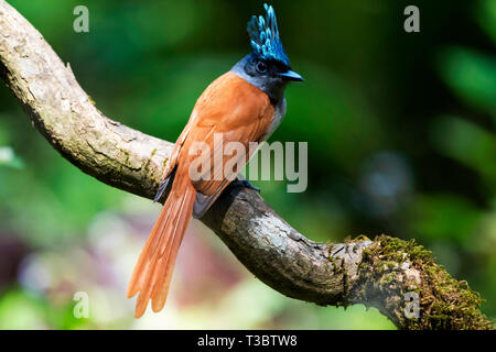 Asian paradise flycatcher, Terpsiphone paradisi, femme, Western Ghats, India. Banque D'Images