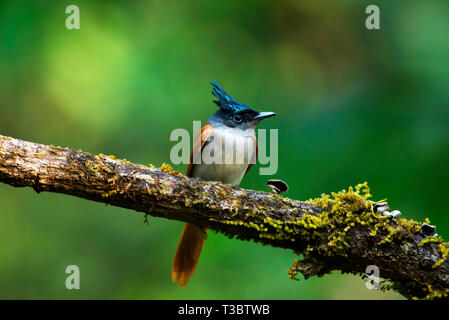 Asian paradise flycatcher, Terpsiphone paradisi, femme, Western Ghats, India. Banque D'Images