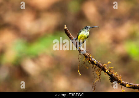 Peu Spiderhunter Arachnothera longirostra,, Western Ghats, India. Banque D'Images