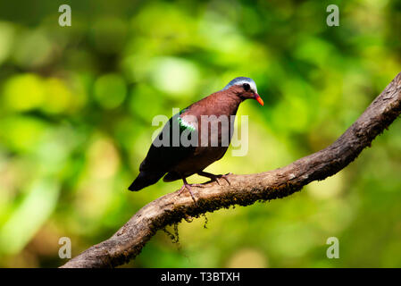 Émeraude commun dove, Chalcophaps indica, Western Ghats, India. Banque D'Images