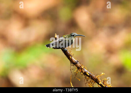 Peu spiderhunter Arachnothera longirostra,, Western Ghats, India. Banque D'Images