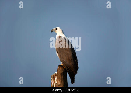 L'aigle de mer à ventre blanc, Haliaeetus leucogaster, Goa, Inde. Banque D'Images