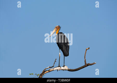 Flamant rose (Phoenicopterus ruber moindre javanicus, Goa, Inde. Banque D'Images