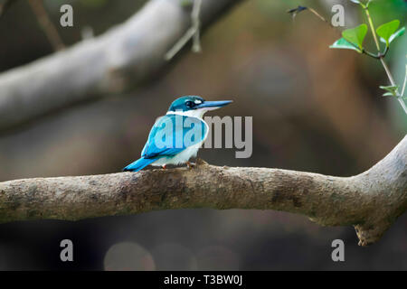 Kingfisher Todiramphus chloris, munis, Goa, Inde. Banque D'Images