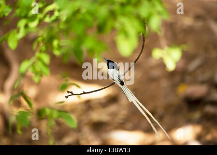 Paradise flycatcher, Terpsiphone paradisi, homme, la Réserve de tigres de Ranthambore, Rajasthan, Inde. Banque D'Images