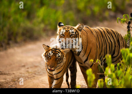 Deux tigres se pelotonnant, Panthera tigris, la Réserve de tigres de Ranthambore, Rajasthan, Inde. Banque D'Images