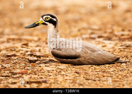 Grand, large-Esacus recurvirostris, Ranthambore Tiger Reserve, Rajasthan, Inde. Banque D'Images