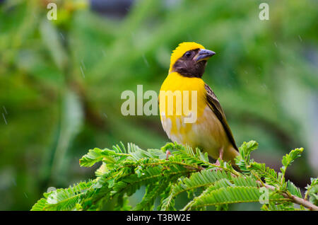 Baya weaver Ploceus philippinus,, Pune, Maharashtra, Inde. Banque D'Images