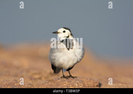 Bergeronnette printanière, Motacilla alba blanc, Pune, Maharashtra, Inde. Banque D'Images