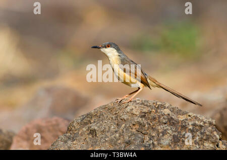 La prinia cendrée ou cendré wren-orangée, socialis Prinia, Pune, Maharashtra, Inde. Banque D'Images