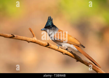 Asian paradise flycatcher, Terpsiphone paradisi, femme, Pune, Maharashtra, Inde. Banque D'Images