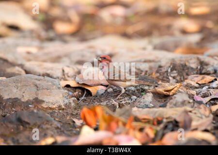 , Carpodacus erythrinus Common rosefinch ou scarlet rosefinch, homme, Pune, Maharashtra, Inde. Banque D'Images