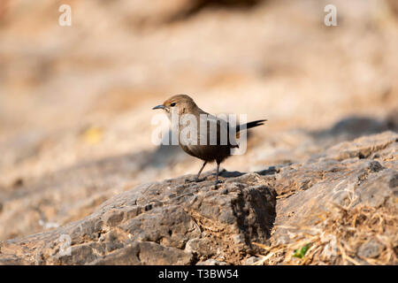 Indian robin, Copsychus fulicatus, femme, de l'Inde. Banque D'Images