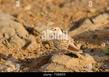 Lark, un petit rez-de-dwelling songbird, Pune, Maharashtra, Inde. Banque D'Images