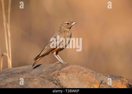 Bruant à queue lark, Ammomanes phoenicura Pune, Maharashtra, Inde. Banque D'Images