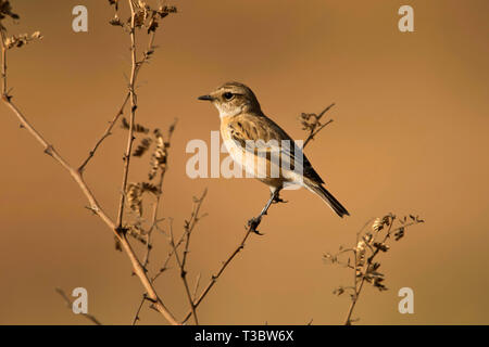 Stonechat sibérien ou asiatique, stonechat Saxicola maurus, Pune, Maharashtra, Inde. Banque D'Images