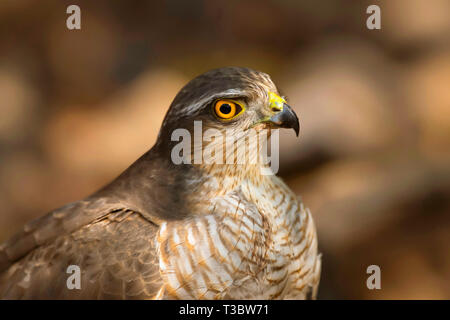 Jaune ou blanche eurasienne, Accipiter nisus, femme, Pune, Maharashtra, Inde. Banque D'Images