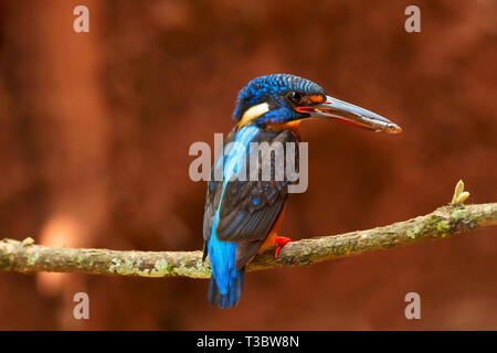 Blue-eared kingfisher Alcedo, meninting, Western Ghats, India. Banque D'Images