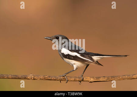 Magpie Oriental-robin, Copsychus saularis femme, Western Ghats, India. Banque D'Images