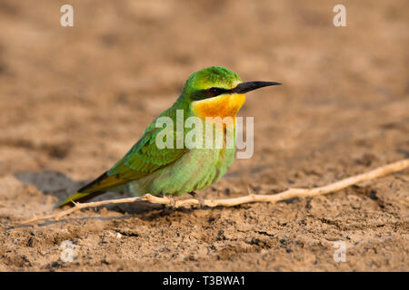 Blue-cheeked bee-eater, Merops persicus, Inde. Banque D'Images