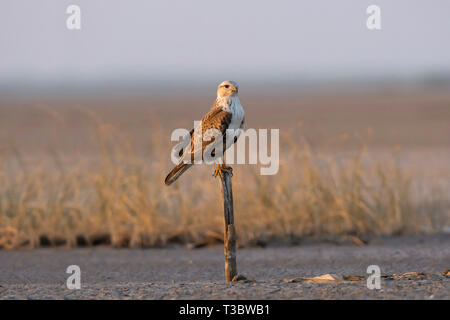 Long-legged buzzard, Buteo rufinus, l'Inde. Banque D'Images