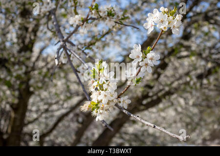 Selective focus sur quelques belles fleurs de prunier sauvage s'épanouit dans un magnifique jour de printemps ensoleillé, chaud, flou artistique flou d'arrière-plan de la forêt, de la Bulgarie, de Pa Banque D'Images