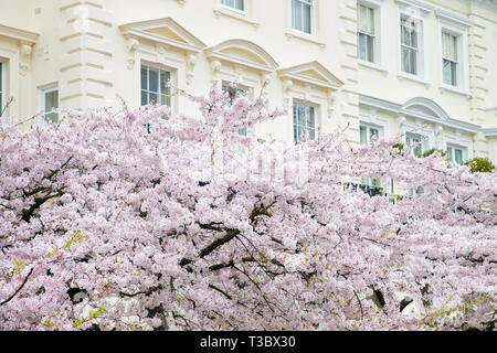 Londres, UK - Mars 27th, 2019:Cerisier en fleurs est à l'extérieur de bâtiment élégant dans le centre de Londres. Notting Hill est pleine de maisons colorées et b Banque D'Images