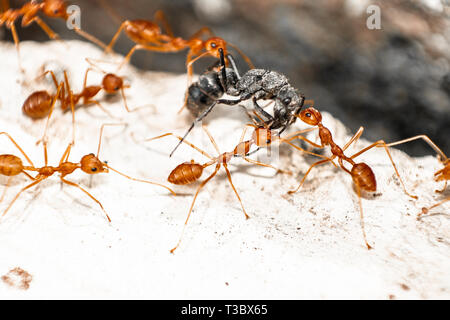 Red/fourmis tisserandes de déchirer leur proie apart, macro shot Banque D'Images