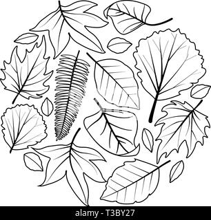 Une collection de différentes feuilles d'automne sèches. Feuilles d'arbre en automne. Plantez des feuilles en automne. Page de coloriage noir et blanc vectoriel. Illustration de Vecteur