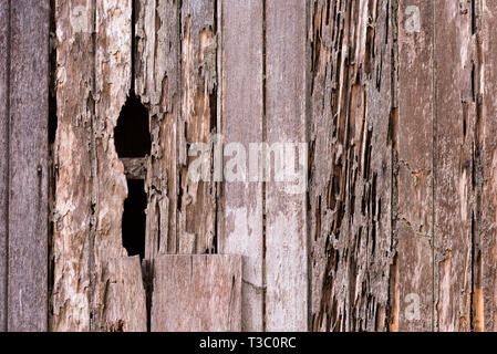 Image plein cadre d'un mur de la maison en bois des dommages en raison d'un problème de termites. concept de nature, d'insectes et d'arrière-plan bois Banque D'Images