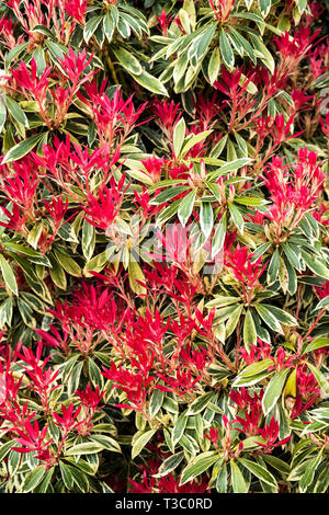 Pieris 'Flaming Silver'. Banque D'Images