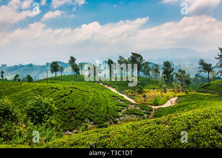 Le paysage pittoresque de la plantation de thé au Sri Lanka highlands Banque D'Images